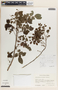 Phyllanthus mcvaughii image