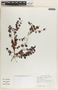 Phyllanthus mcvaughii image