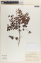 Phyllanthus mcvaughii image