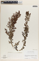 Phyllanthus mcvaughii image