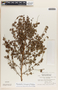 Phyllanthus mcvaughii image