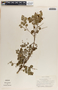 Phyllanthus mcvaughii image