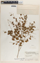 Phyllanthus mcvaughii image