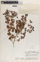 Phyllanthus mcvaughii image