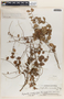 Phyllanthus mcvaughii image