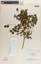 Phyllanthus mcvaughii image