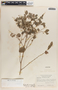 Phyllanthus mcvaughii image