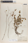 Phyllanthus neoleonensis image