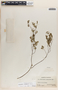 Phyllanthus neoleonensis image