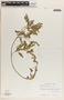 Phyllanthus niruri image