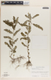 Phyllanthus niruri image