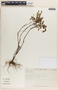 Phyllanthus niruri image