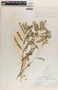 Phyllanthus niruri image