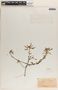 Phyllanthus niruri image