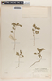 Phyllanthus niruri image