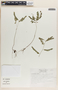 Phyllanthus niruri image