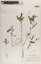 Phyllanthus niruri image