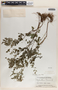 Phyllanthus niruri image