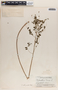 Phyllanthus niruri image