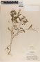 Phyllanthus niruri image