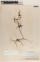 Phyllanthus niruri image
