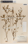 Phyllanthus niruri image