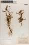 Phyllanthus niruri image