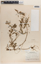 Phyllanthus niruri image