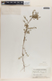 Phyllanthus niruri image