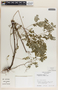 Phyllanthus niruri image