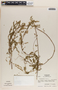 Phyllanthus niruri image