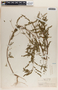 Phyllanthus niruri image