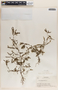 Phyllanthus niruri image
