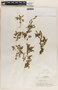 Phyllanthus niruri image