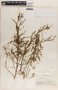 Phyllanthus niruri image