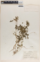 Phyllanthus niruri image