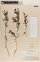 Phyllanthus niruri image