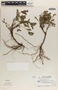Phyllanthus niruri image