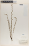 Phyllanthus polygonoides image
