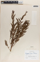 Phyllanthus purpusii image