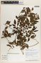 Phyllanthus purpusii image