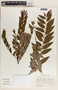 Phyllanthus purpusii image