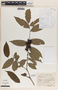 Phyllanthus skutchii image