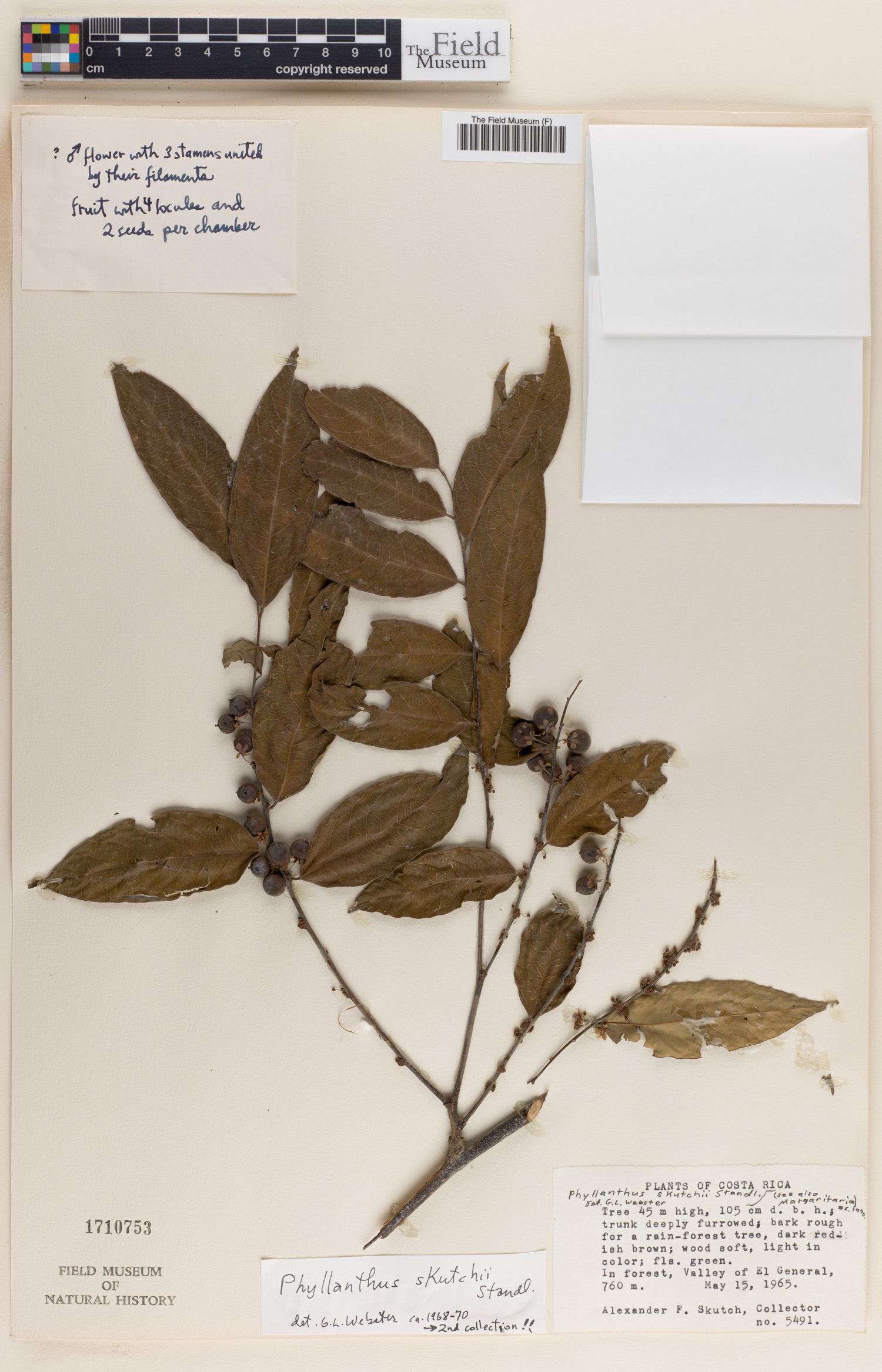 Phyllanthus skutchii image