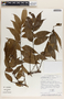 Phyllanthus skutchii image