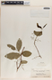 Phyllanthus tequilensis image