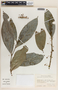 Phyllanthus tuerckheimii image