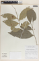 Phyllanthus tuerckheimii image