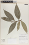 Phyllanthus tuerckheimii image