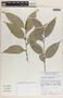 Phyllanthus tuerckheimii image
